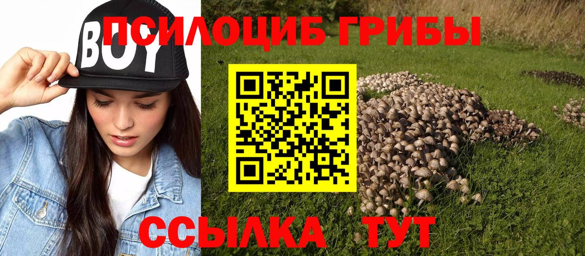 Галлюциногенные грибы Psilocybe  Вход с VPN  Камышлов 